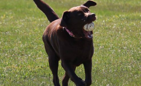 Brown Dog Lodge Dog Boarding