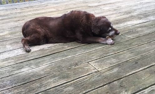 Animal Fare's Almost Home Dog Care