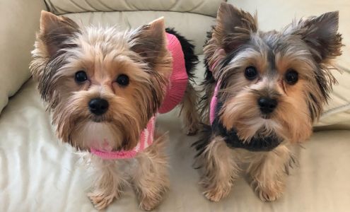 Pampered Pets Board & Groom