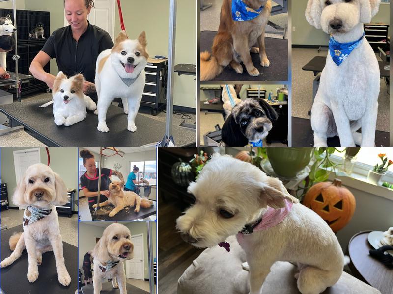 Lacy's Struttin' Mutts