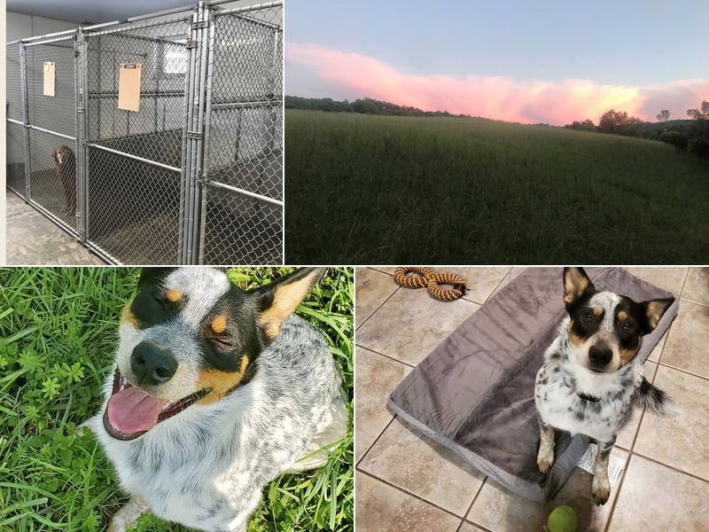 Moonhaw kennels, Boarding Kennel