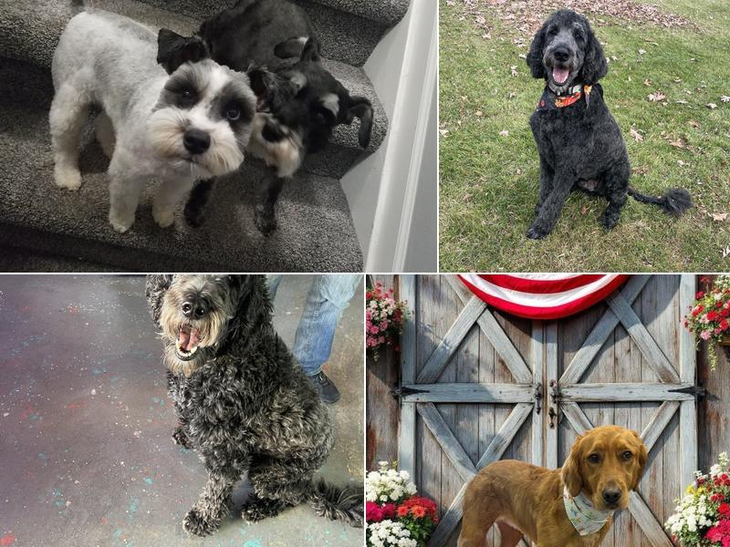 Sugar Mutts Grooming