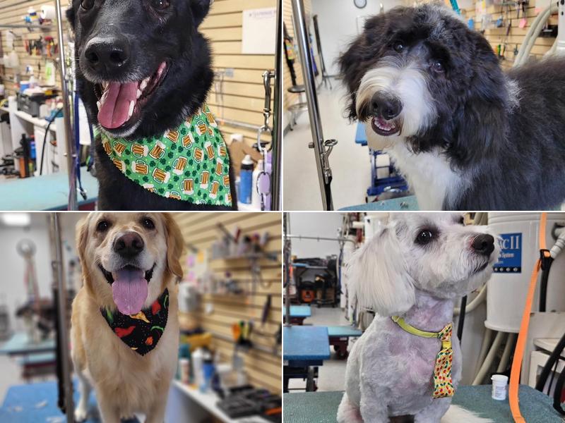 U Lucky Dog Pet Salon