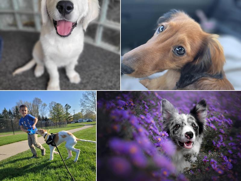 Macatawa Dog Training