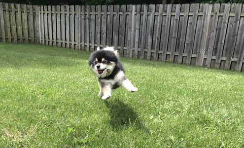 Grandmas pet sitting