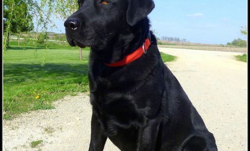 CaveInn Labradors 2093 Cheyenne Ave, Ionia Iowa 50645