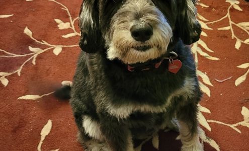 Pitter Pat Junction/Unconditional Love Pet Rescue Green Forest