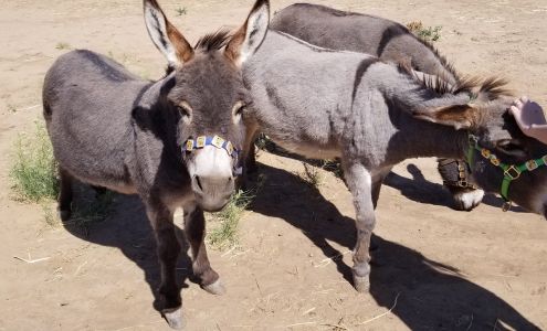 Sunflower Sanctuary Animal Rescue Tijeras