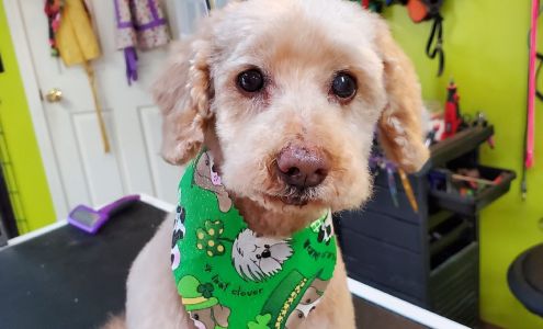 Royal Paws Grooming LLC Saint Albans City