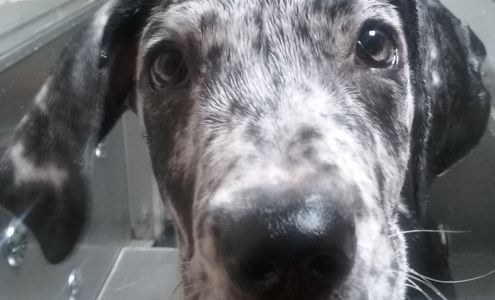 Ivy League Bulldogges Angier