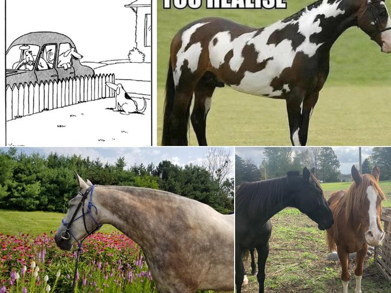 The Veterinary Standard PLLC