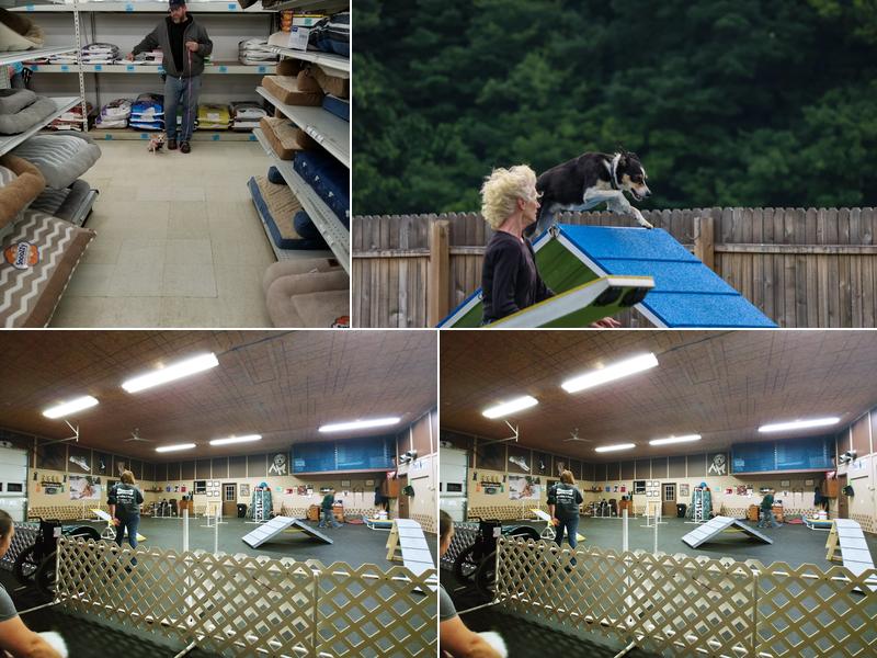 K-9 Connection Dog Training