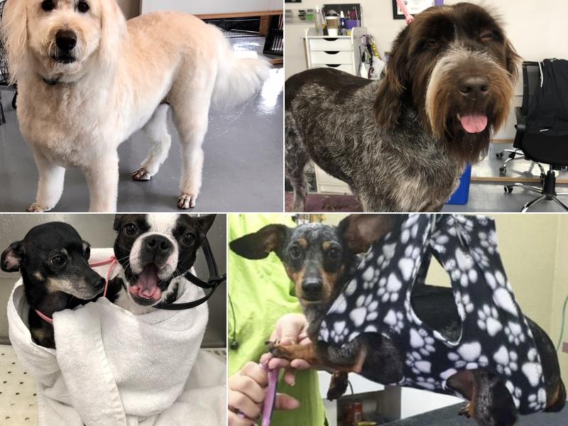 Grooming At Tiffani's