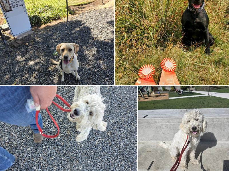 Rogue Retrievers LLC