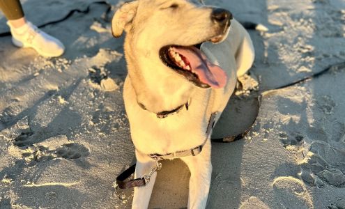 Purely Positive Dog Training