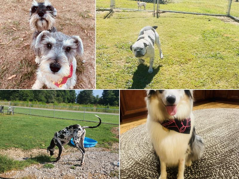 Pawsitive Styles and Stays