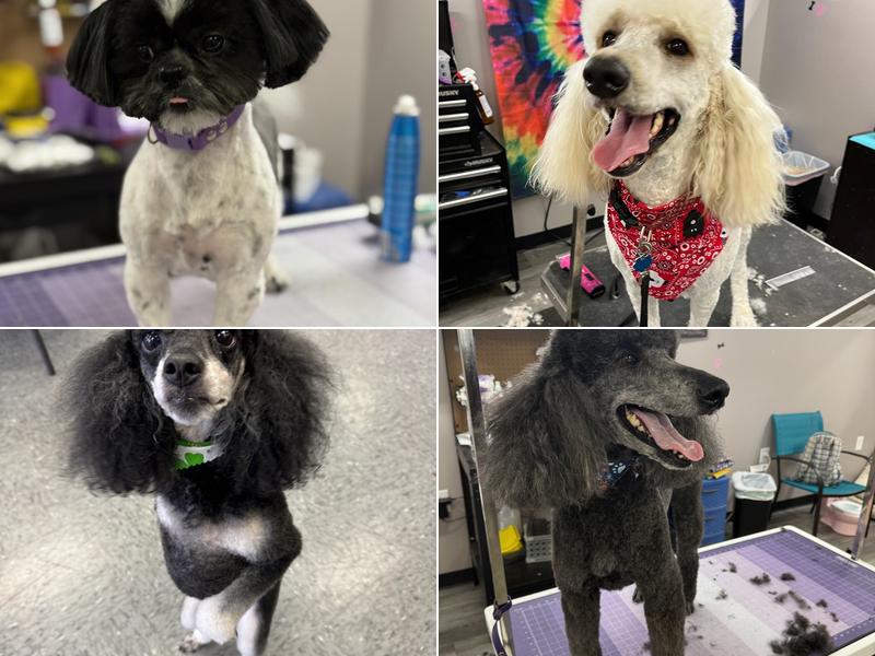 Pawfessional Grooming