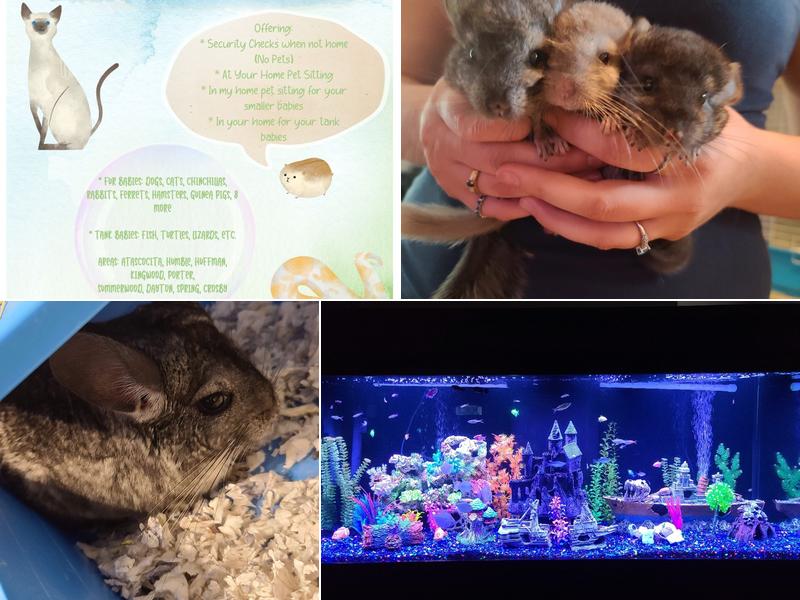 Dedicated to Animals Pet Sitting