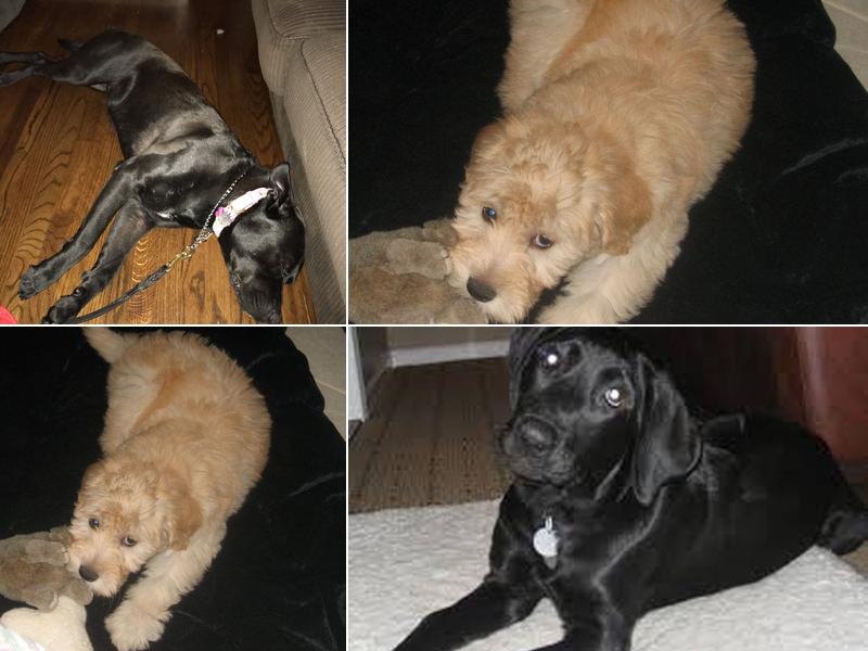 Kevin the Dog Trainer