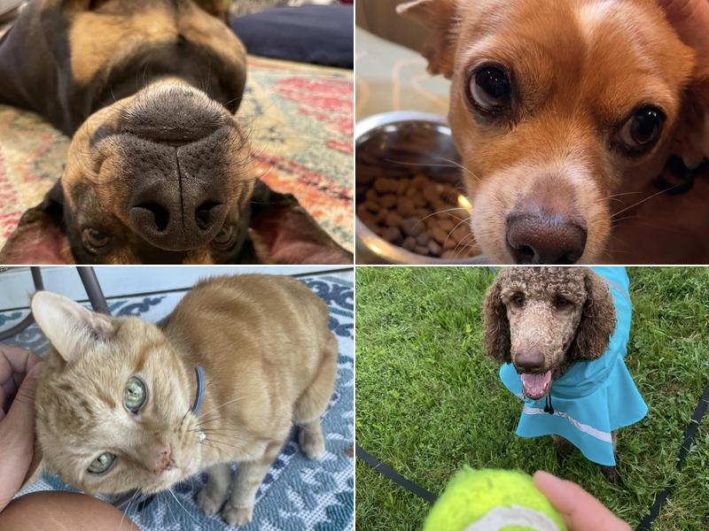 Fetch! Pet Care of Charlottesville