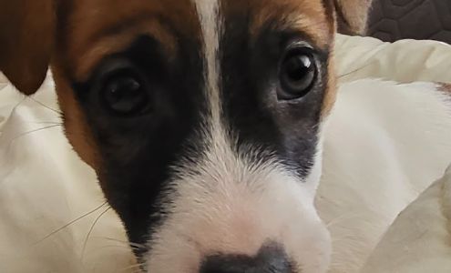 Auntie Max's Pet Sitting and Retreat 2187 Brickyard Rd, Princeton West Virginia 24740