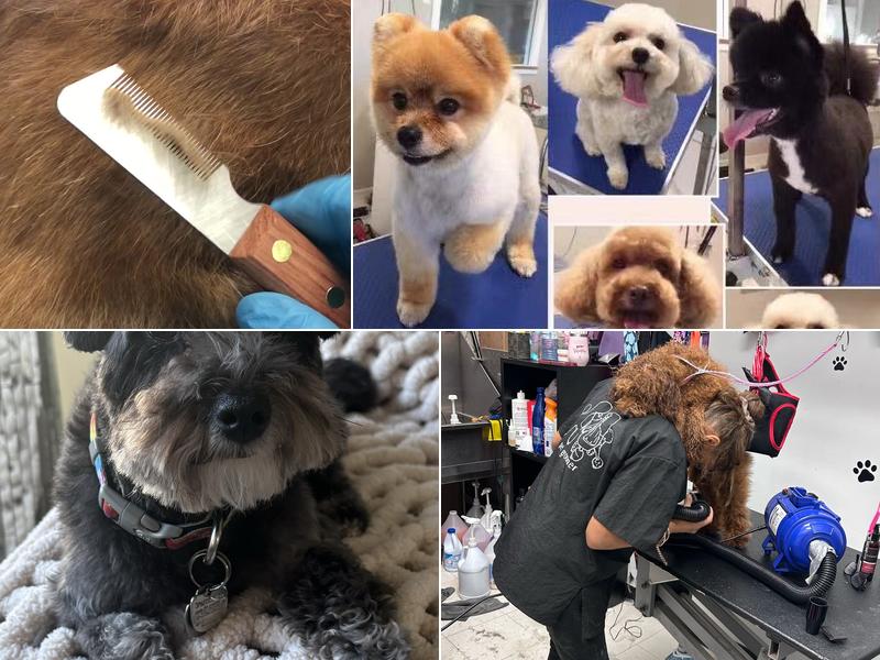 Lee's Pet Grooming Service