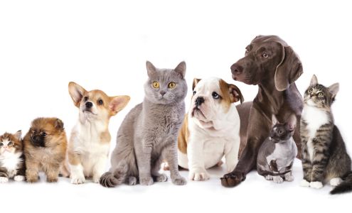 Central Alberta Humane Society