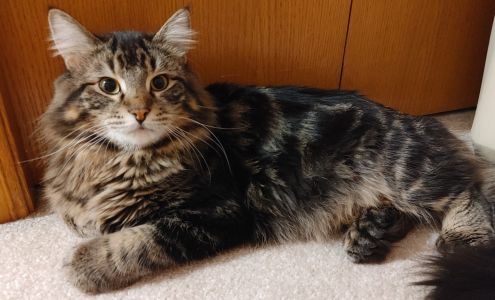 Alberta Animal Services