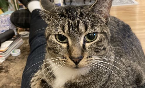 Barrhead Animal Rescue Society