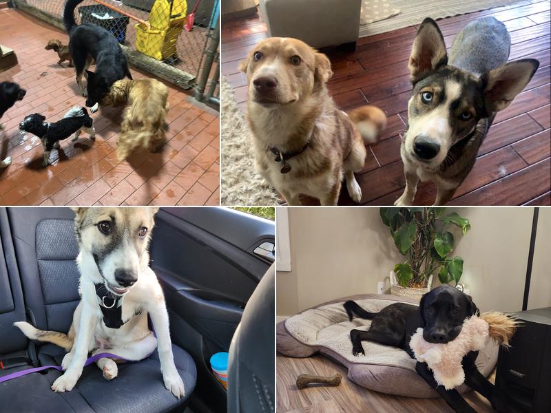 CocoMutt Hut Pet Retreat