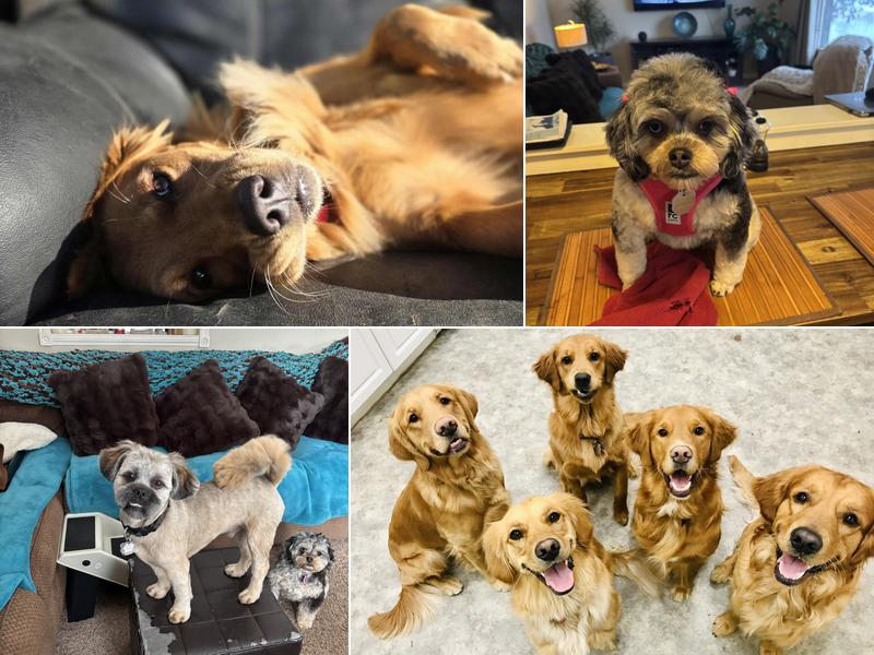 The Tortoise and The Hair Canine Vitality Centre