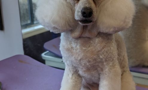 Lavender Dog Grooming Company 1540 Springhill Dr #7, Kamloops British Columbia V2E 1J1