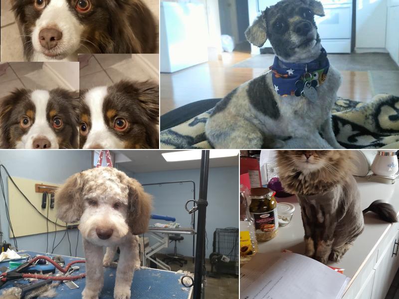 Tanja's Pet Grooming