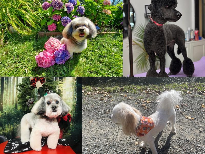 Fresh Fido Grooming Studio