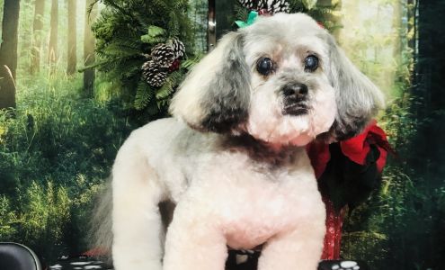 Fresh Fido Grooming Studio 33044 1 Ave, Mission British Columbia V2V 1G3