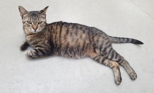 BC SPCA North Peace Fort Saint John