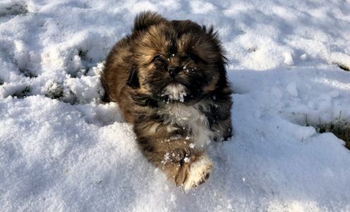 Pretty Paws Grooming 8753 Old Fort Rd, Fort St John British Columbia V1J 4M7