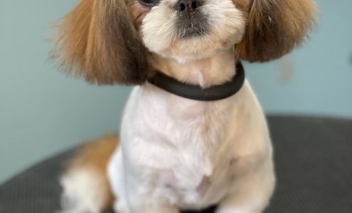 Grooming by Ashley 95 Ave, Fort St John British Columbia V1J 1G6