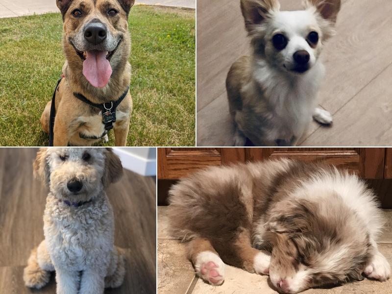 Training Loyal Companions Academy