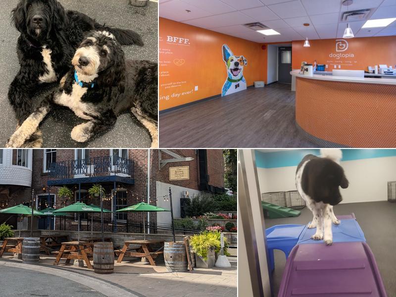Dogtopia of Halifax