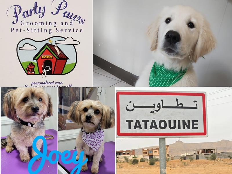 Party Paws Pet Sitting Svc