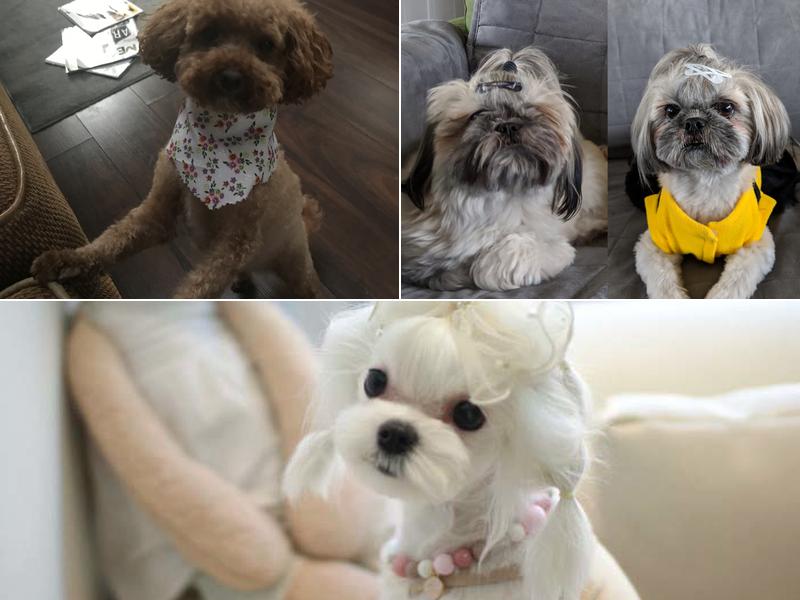 Cuddly Cuts Grooming