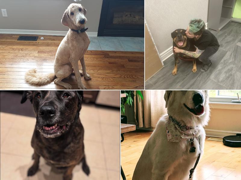 Casey's Pet Grooming & Doggie Daycare