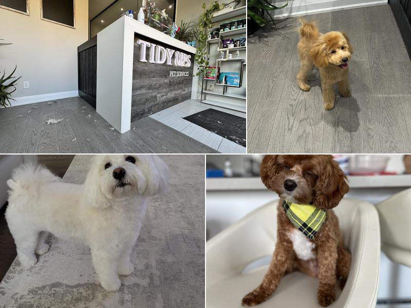 Tidy Ups Pet Services