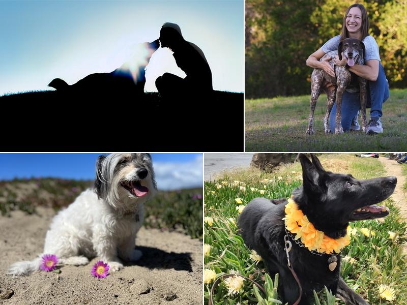 Peaceful Paws Veterinary Hospice