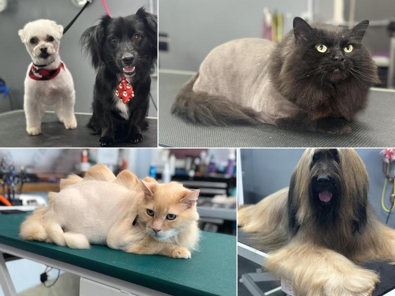 Grooming By Bri , Baltimore