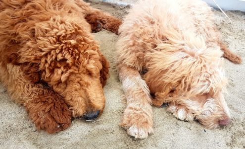 Animalerie Le Poil aux Pattes