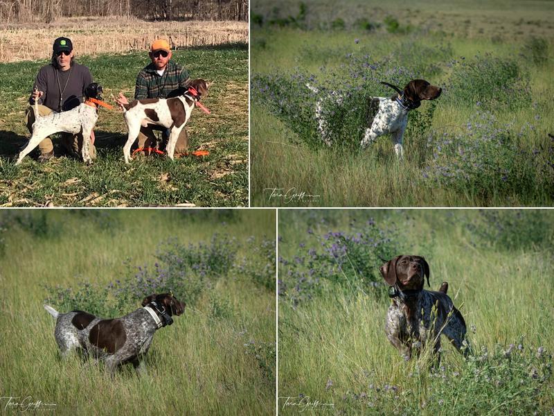 Montana Training and Kennels