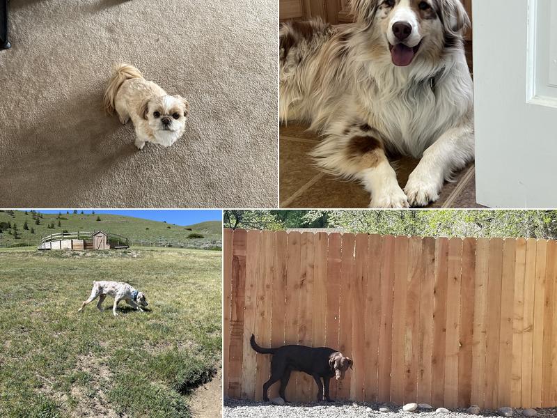 All Wags and Whiskers