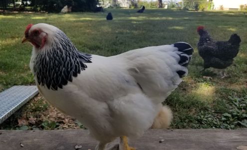 Heartland Hatchery Amsterdam